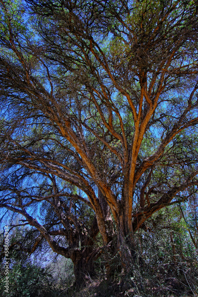 Paper tree (Polylepis incana), beautiful detail of native forest in the Peruvian Andes, shows curious details of its way of growing. Paper tree (Polylepis incana), beautiful detail of native forest in the Peruvian Andes, shows curious details of its way of growing.