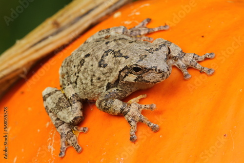 Gray treefrog (hyla versicolor) on pumpkin photo