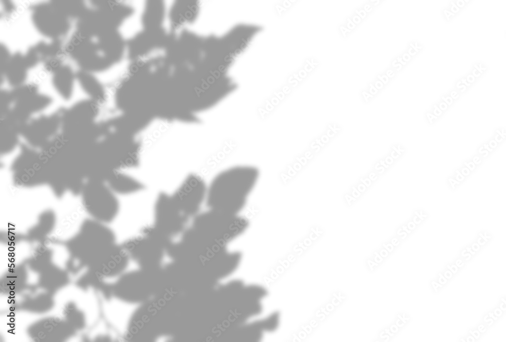 Obraz premium 背景イラスト_木漏れ日