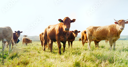 Farm, nature and cow field in countryside with peaceful animals eating and relaxed in sunshine. Livestock, farming and cattle for South Africa agriculture with green grass in pasture landscape. © A.S./peopleimages.com