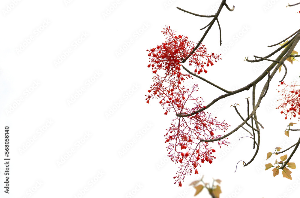 Selective focus at Brachychiton acerifolius red flowers tiny on isolated background