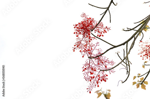Selective focus at Brachychiton acerifolius red flowers tiny on isolated background photo