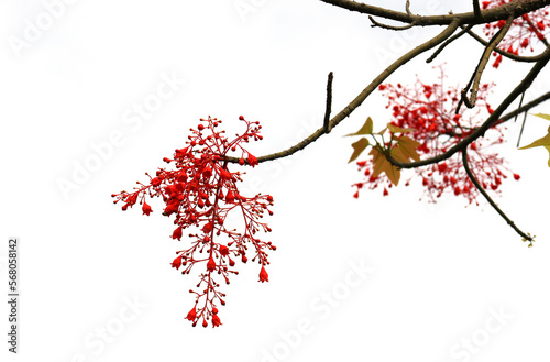 Selective focus at Brachychiton acerifolius red flowers tiny on isolated background