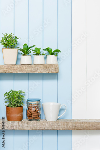 Houseplant - Front view of Indoor Pot plants coffee cup and cookies over blue white background on the wooden shelf.