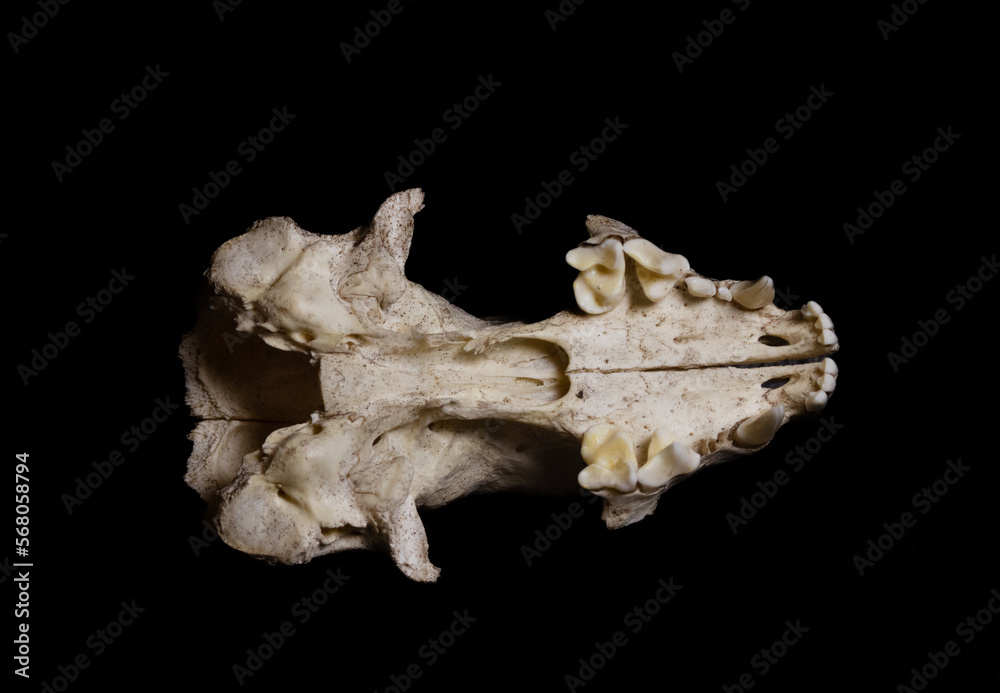 Fototapeta premium North American River Otter Skull with teeth showing upper jaw