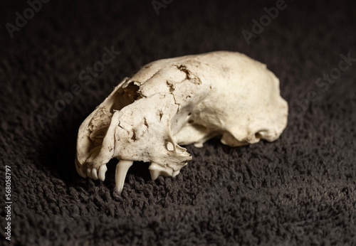 North American River Otter Skull