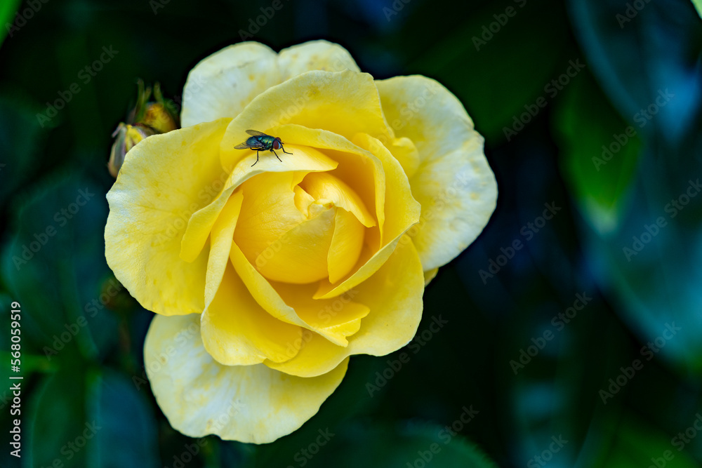 Small housefly sits on a yellow rose
Small housefly sits on a yellow rose