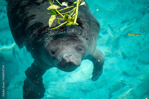 African Manatee is going to surface for breathing © Chonlasub