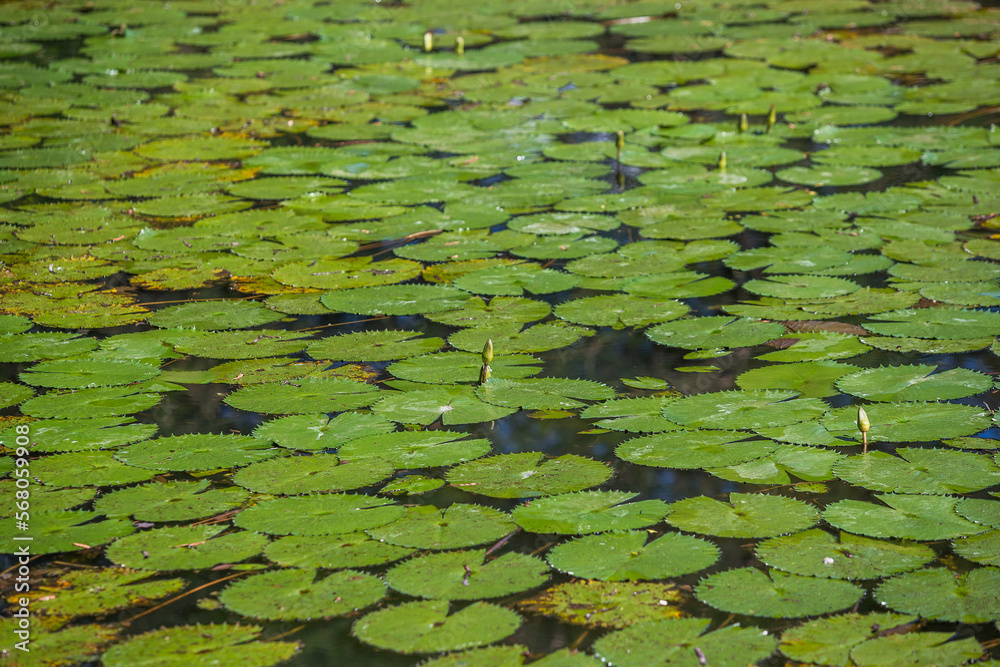 water lilies in the pond water lilies in the pond