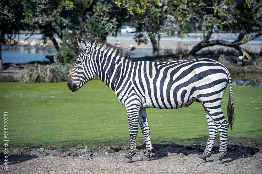 Zebra standing alone near pond Zebra standing alone near pond