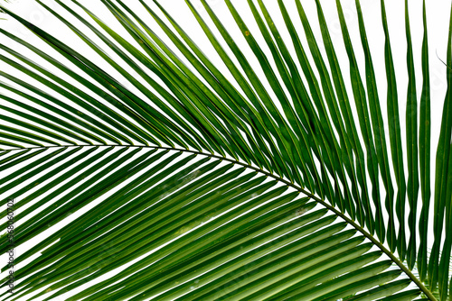 Coconut tree leaves on white background