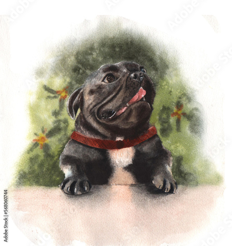 Watercolor illustration of a French bulldog dog. Cute purebred puppy.