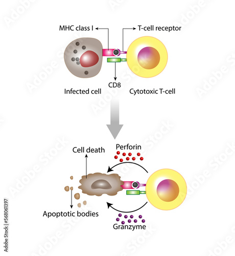 T-Cell activation diagram, cytotoxic T-cell and infected cell. Cell death. Vector illustration	