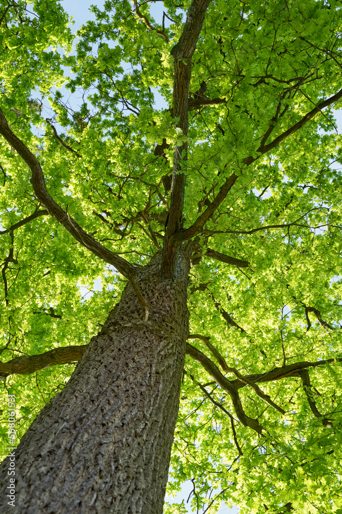 Oak Tree from below, low angle shot Oak Tree from below, low angle shot