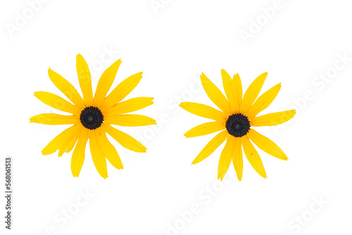 Two Black eyed susan- rudbeckia flowers isolated on white background. Top view.