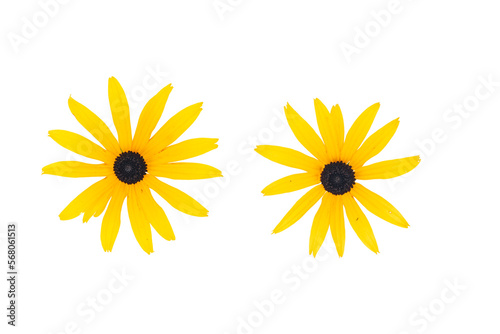 Two Black eyed susan- rudbeckia flowers isolated on white background. Top view.