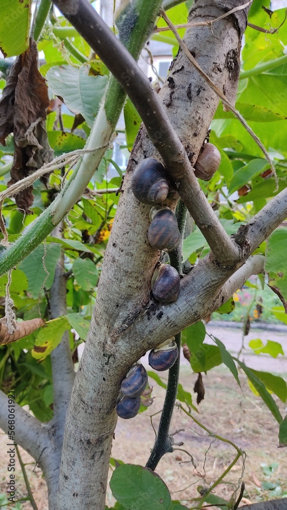 Several snails are crawling up trunk of tree                            ..