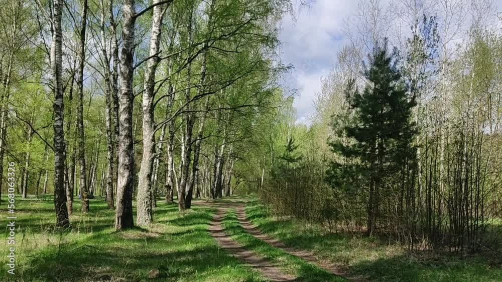 Forest road among large birches and pines. Landscape with a forest path and trees around. Spring plein air. HD video. Forest road among large birches and pines. Landscape with a forest path and trees around. Spring plein air. HD video.