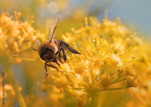 Bee on a flower