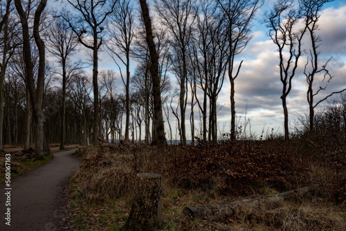 die urigen alten Bäume des Gespensterwaldes Nienhagen an der Ostsee. 