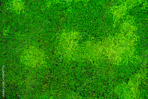 green grass field meadow background and texture, concept for fresh nature lawn plant in football environment