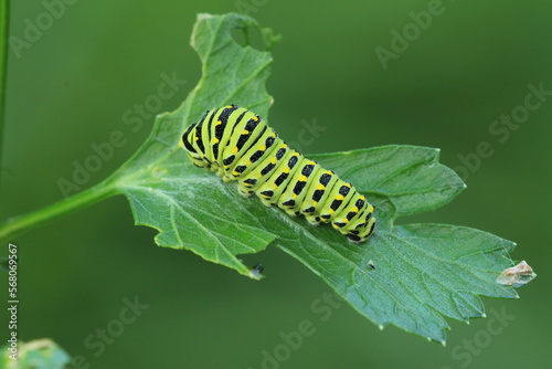 Eastern black swallowtail caterpillar (papilio polyxenes)  © Papilio