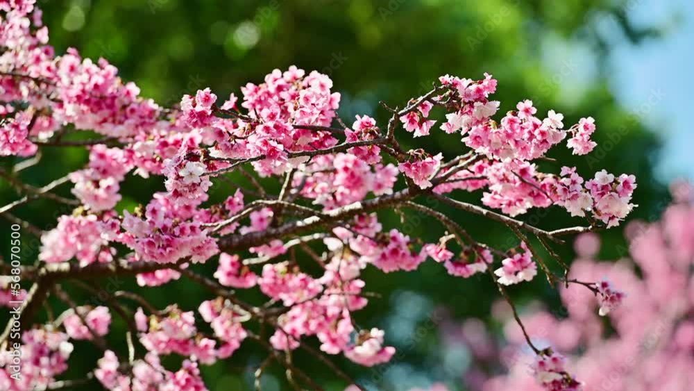 The beautiful pink cherry blossoms sway in the wind. Poetic and picturesque. Quchi Cherry Blossom Park in Wulai, Xindian, New Taipei. Taiwan The beautiful pink cherry blossoms sway in the wind. Poetic and picturesque. Quchi Cherry Blossom Park in Wulai, Xindian, New Taipei. Taiwan