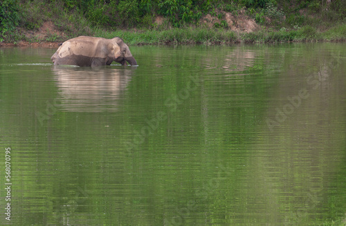 Asian Elephant swimming in a natural river at national park in Thailand.