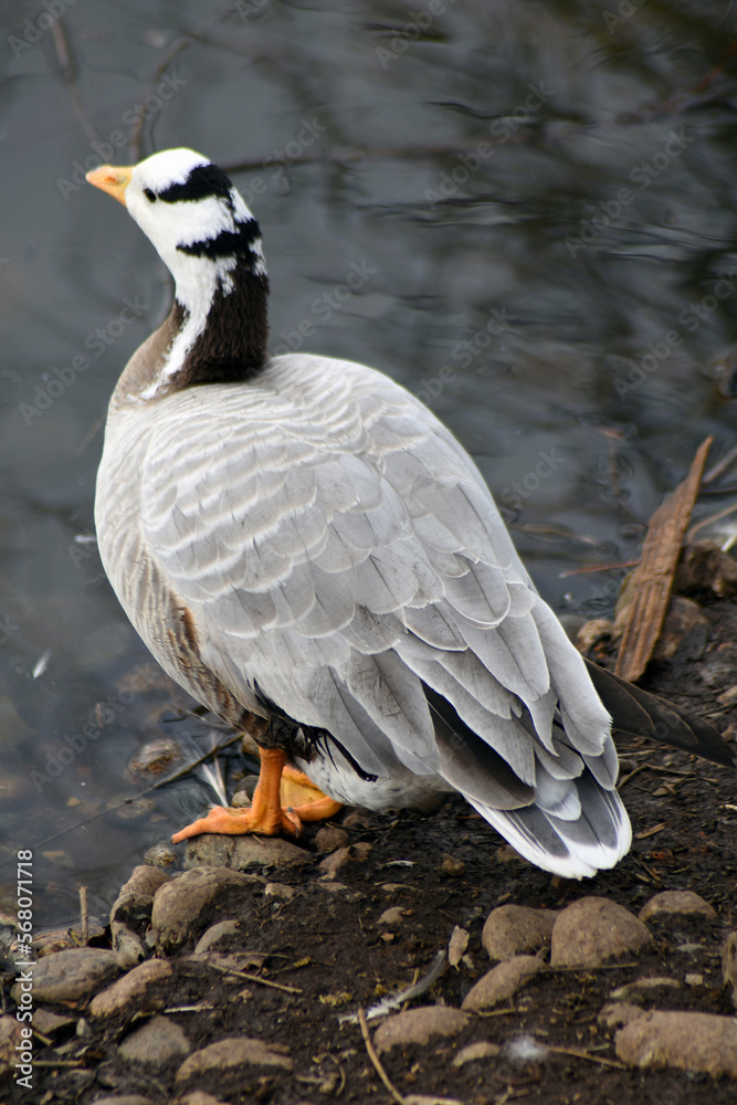 Goose on the water
