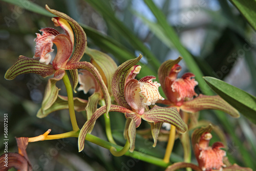 Cymbidium orchid, tracyanum stourbridge  in flower. photo