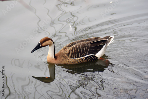 Obraz na płótnie Country goose swims in water w salonie