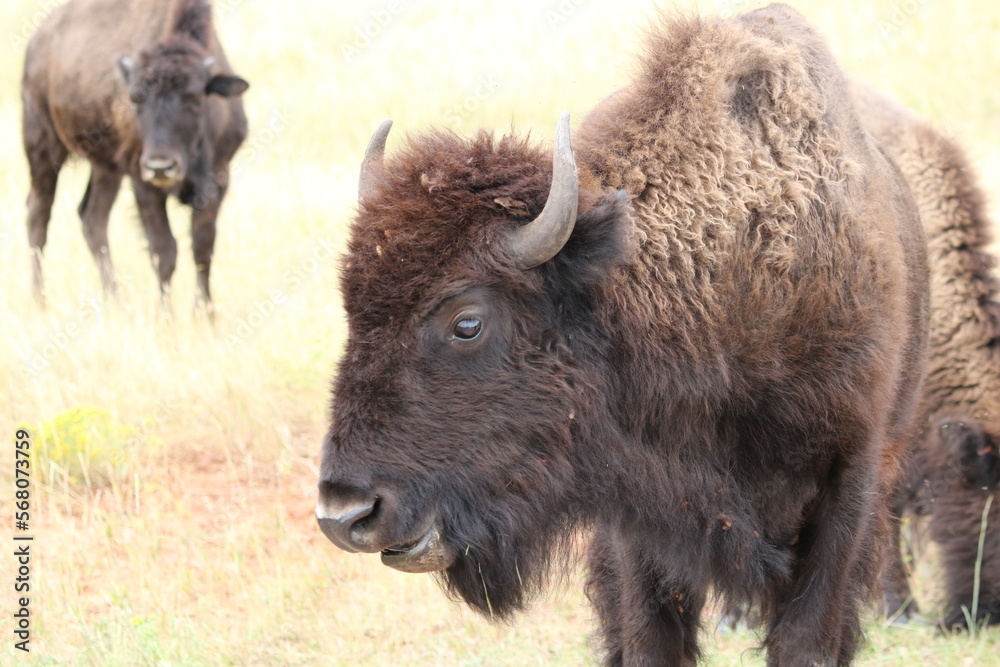 Young Bison, Buffalo Young Bison, Buffalo