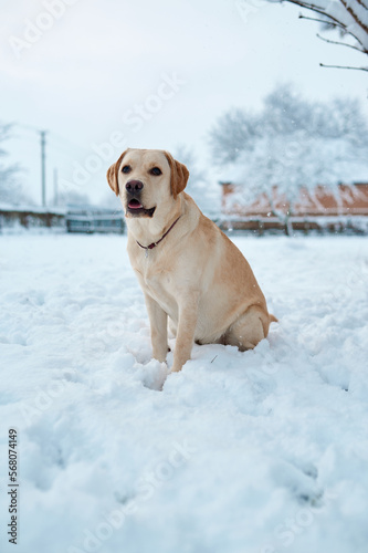 Fawn labrador sits in the snow