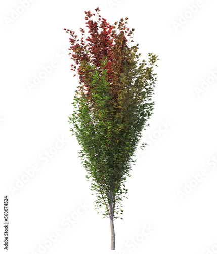 acer x freemanii freeman maple tree Jeffersred isolated on white, isolated 3d render, light for daylight, easy to use