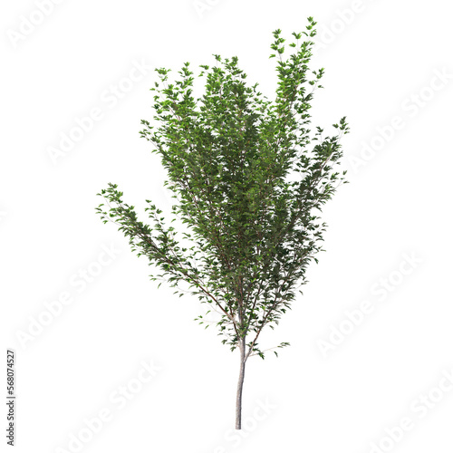 acer x freemanii freeman maple tree Jeffersred isolated on white, isolated 3d render, light for daylight, easy to use photo