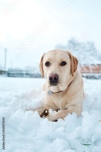 Fawn labrador lies in the snow