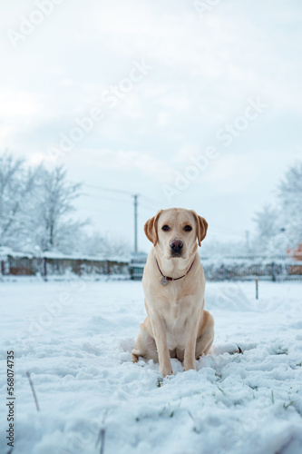 Fawn labrador sits in the snow