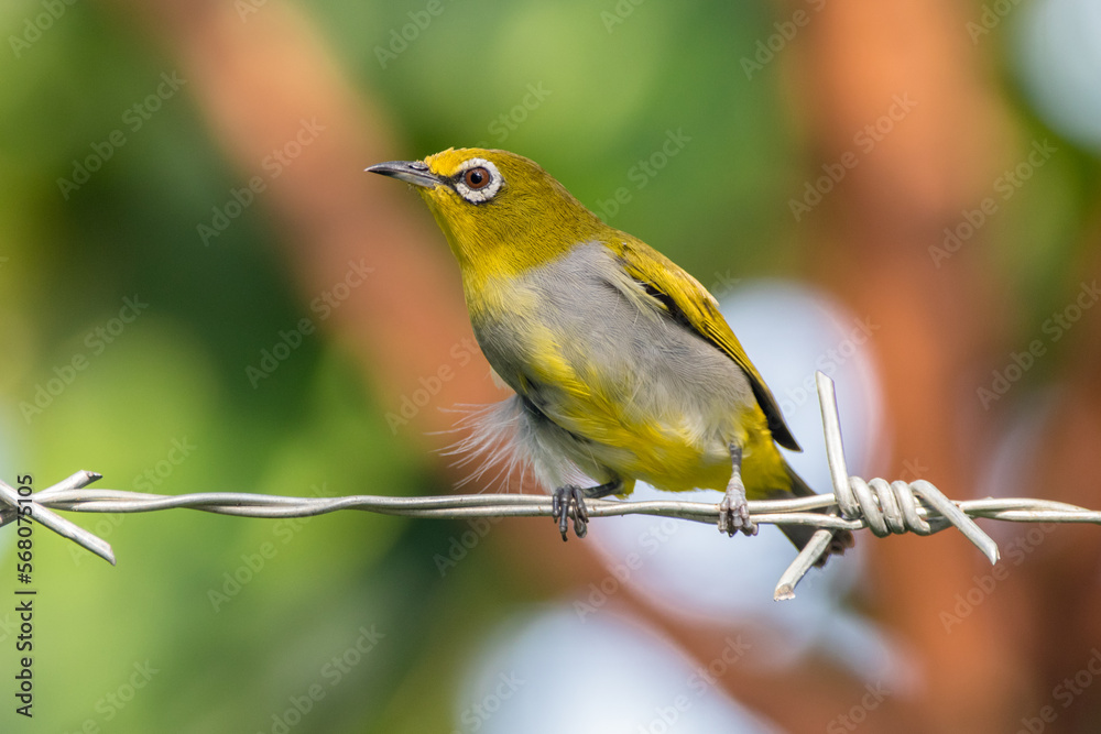 Naklejka premium The Javan white-eye (Zosterops flavus)