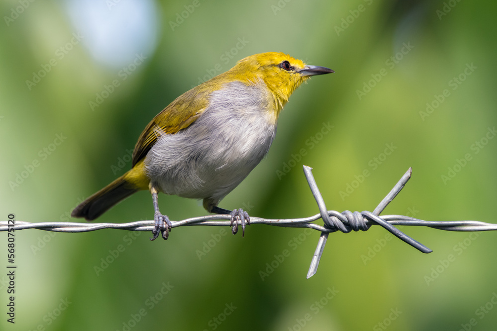 Fototapeta premium Yellow-ringed White-eye (Zosterops wallacei)