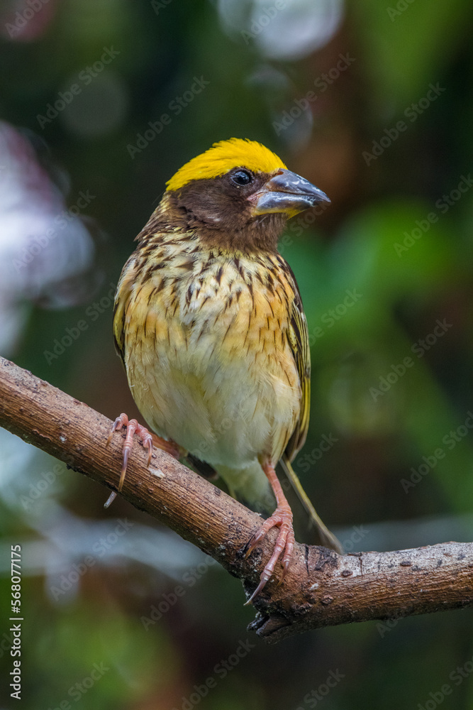The Asian golden weaver (Ploceus hypoxanthus) The Asian golden weaver (Ploceus hypoxanthus)