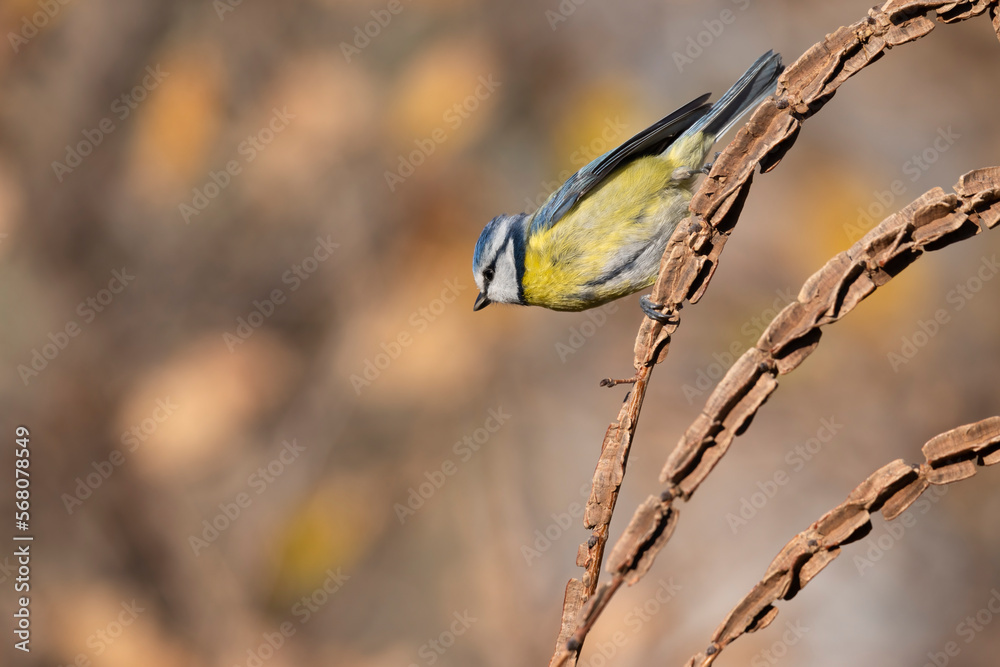 Fototapeta premium The Eurasian blue tit (Cyanistes caeruleus).