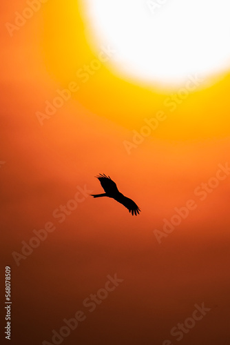 silhouette of a seagull flying