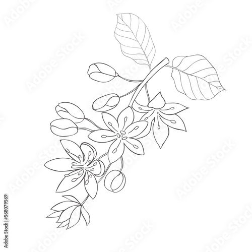 Line Art Avocado Blossom Branch. Vector Illustration on white Background.