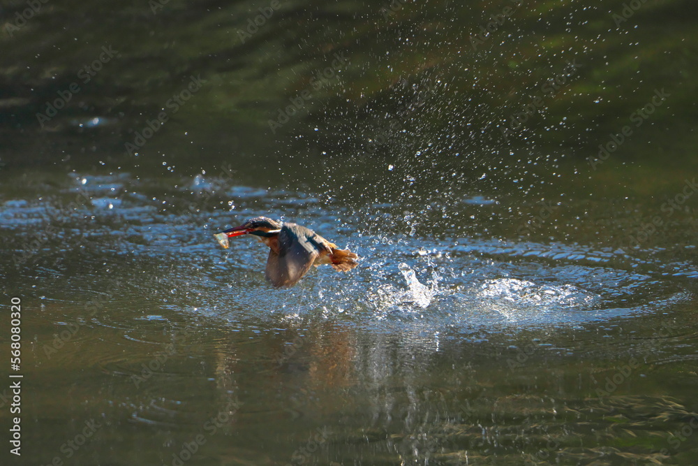 Fototapeta premium 翡翠の激写