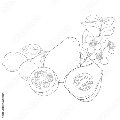 Line Art Guava. Elements of Fruits and Flowers. Vector Illustration on white Background.