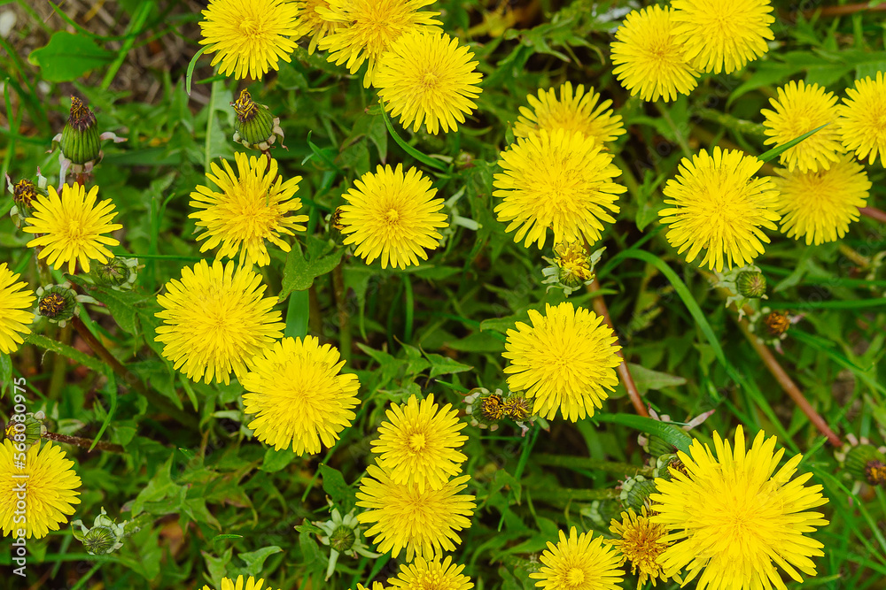 Yellow flowers of dandelions in green backgrounds. Spring and summer background. Yellow flowers of dandelions in green backgrounds. Spring and summer background.