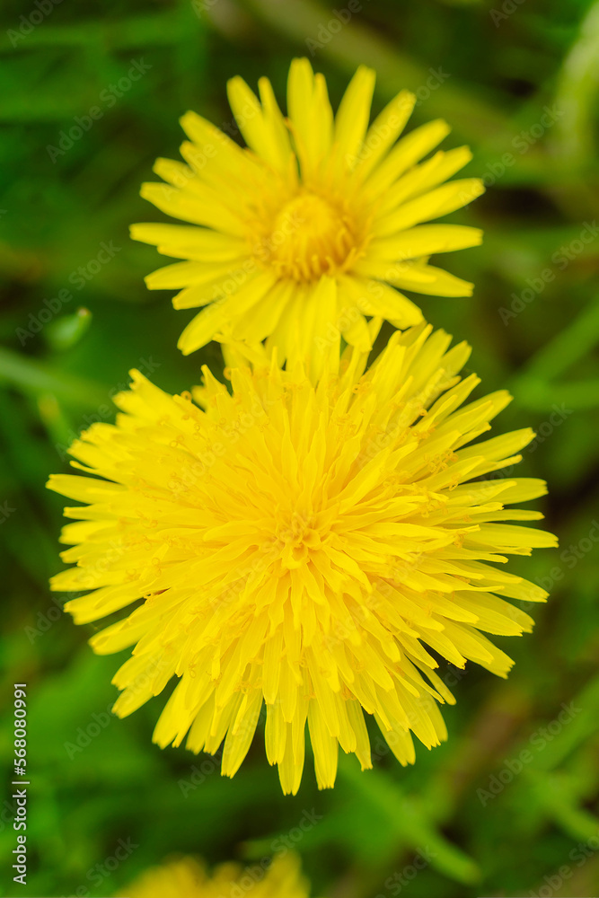 Yellow flowers of dandelions in green backgrounds. Spring and summer background Yellow flowers of dandelions in green backgrounds. Spring and summer background