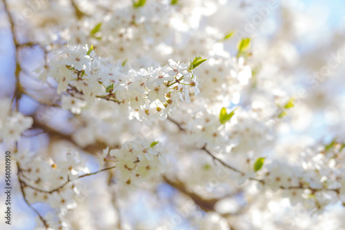 Blossoming apple tree against the blue sky. Selective focus. Spring. Background for a postcard