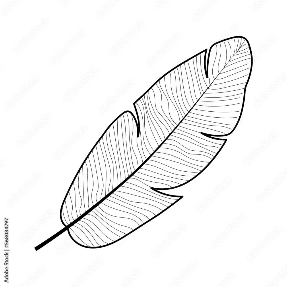 Banana leaves in hand drawing. Banana leaf sketch with lineart