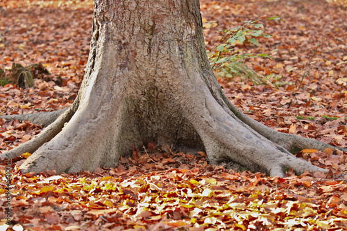 Scheuerstelle von Schwarzwild an einem Baum 